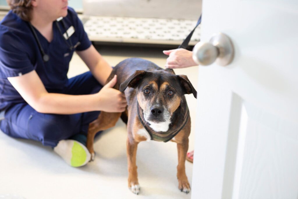 Advanced Pet Care, Medical Services, Surgery – Hawthorne Animal Hospital