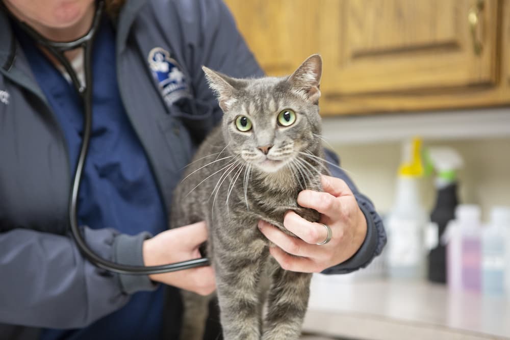 cat receiving a check-up at hawthorne animal hospital