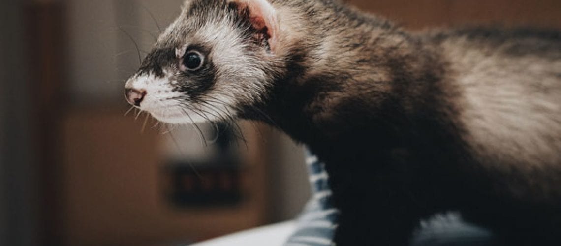 close up of a ferret inspecting an object