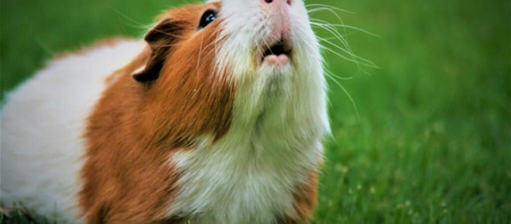 close up of a guinea pig
