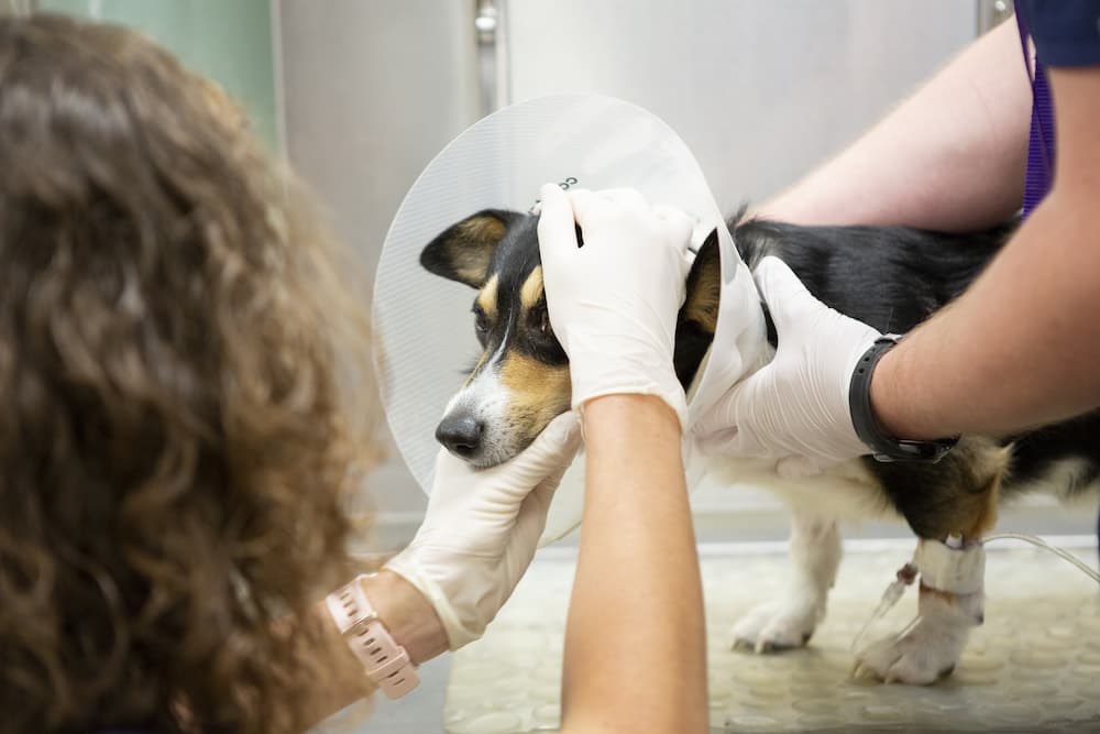 dog after being neutered at hawthorne animal hospital