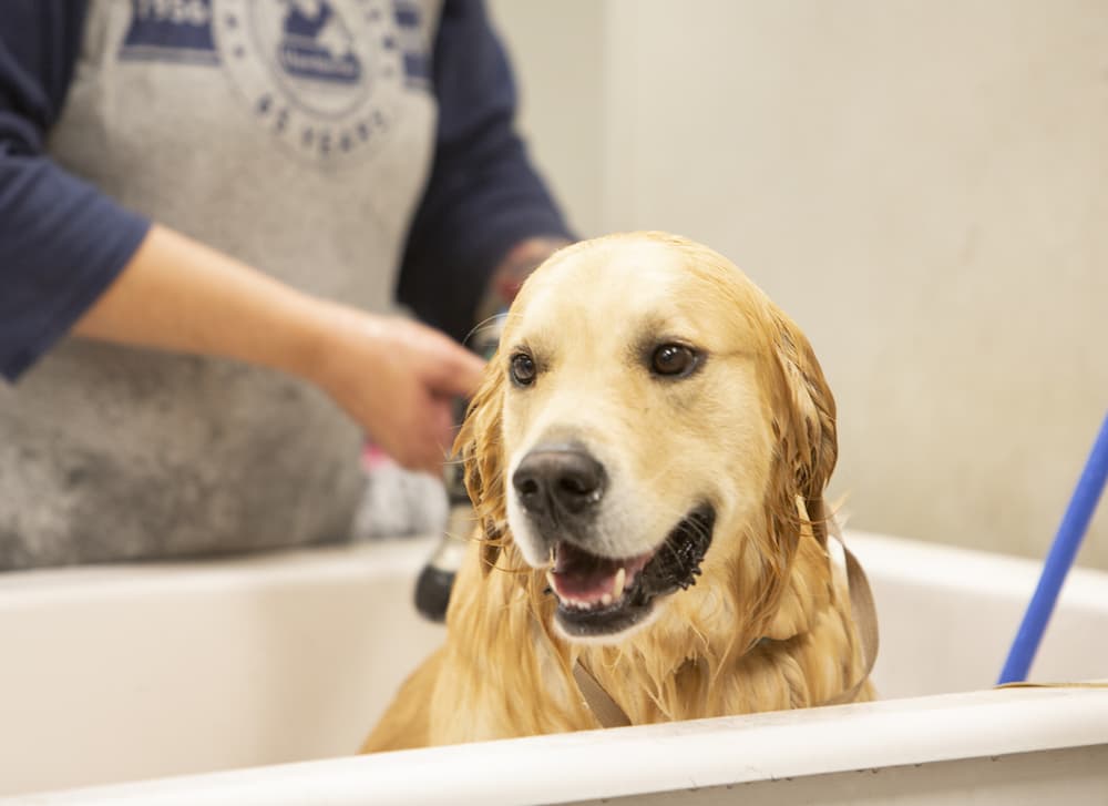 dog having a bath at hawthorne animal hospital