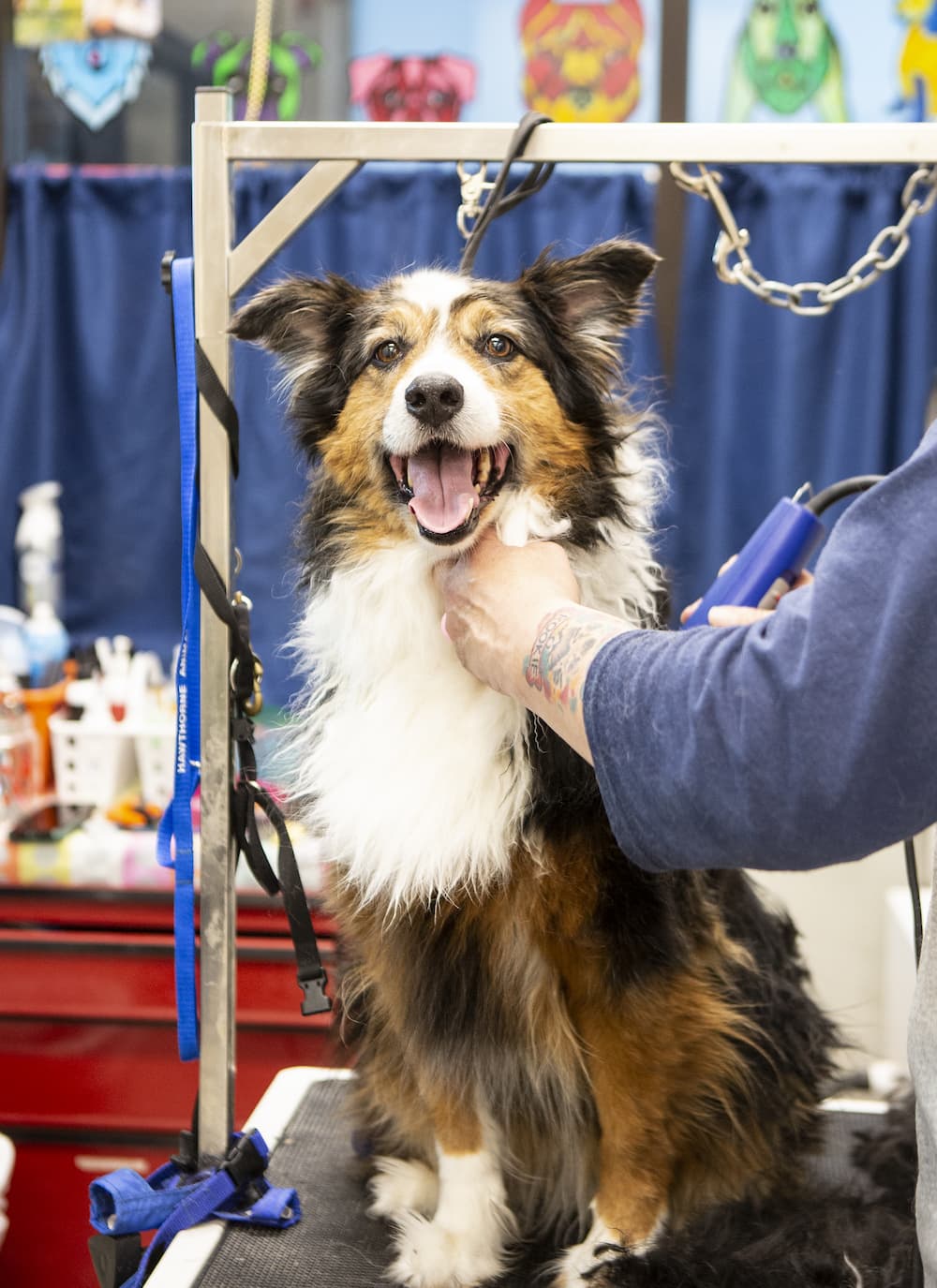 dog having a fur trim at hawthorne animal hospital