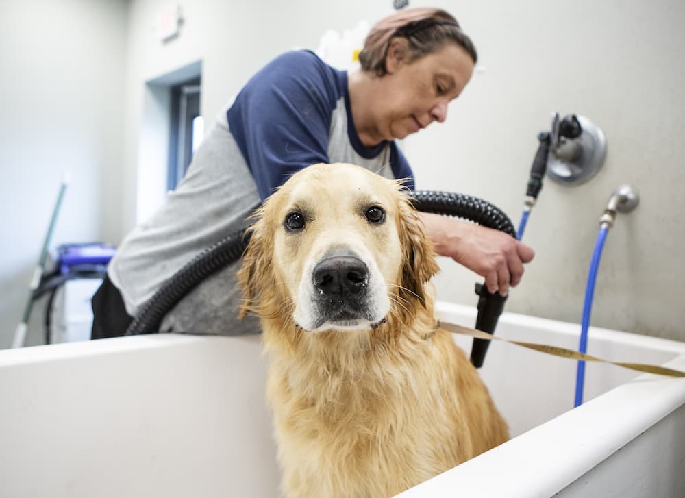 dog having a warm bath at hawthorne animal hospital
