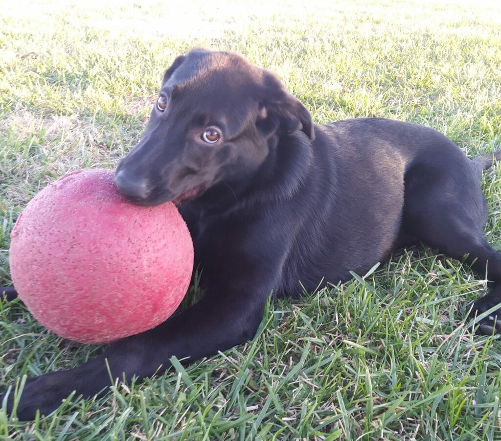 dog playing with a ball on grass