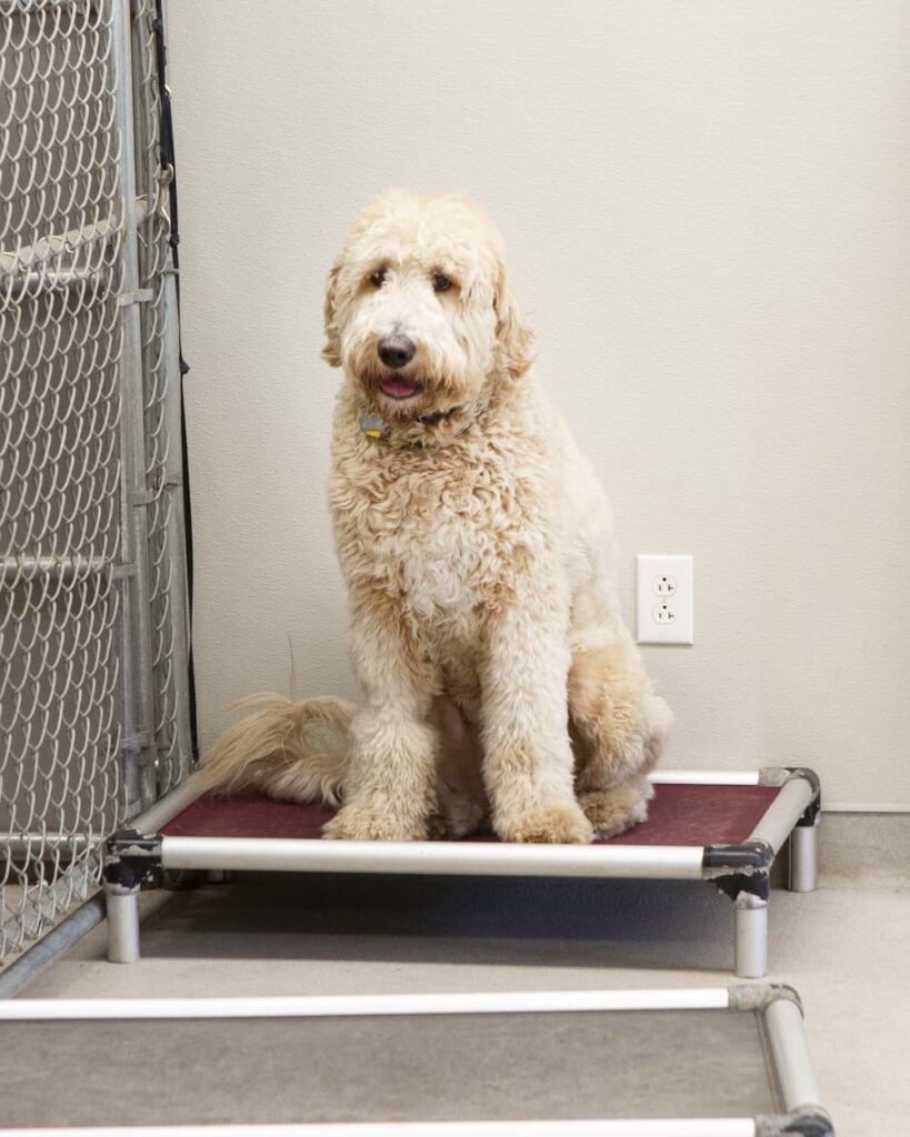 dog sitting on a mat while being trained at hawthorne animal hospital