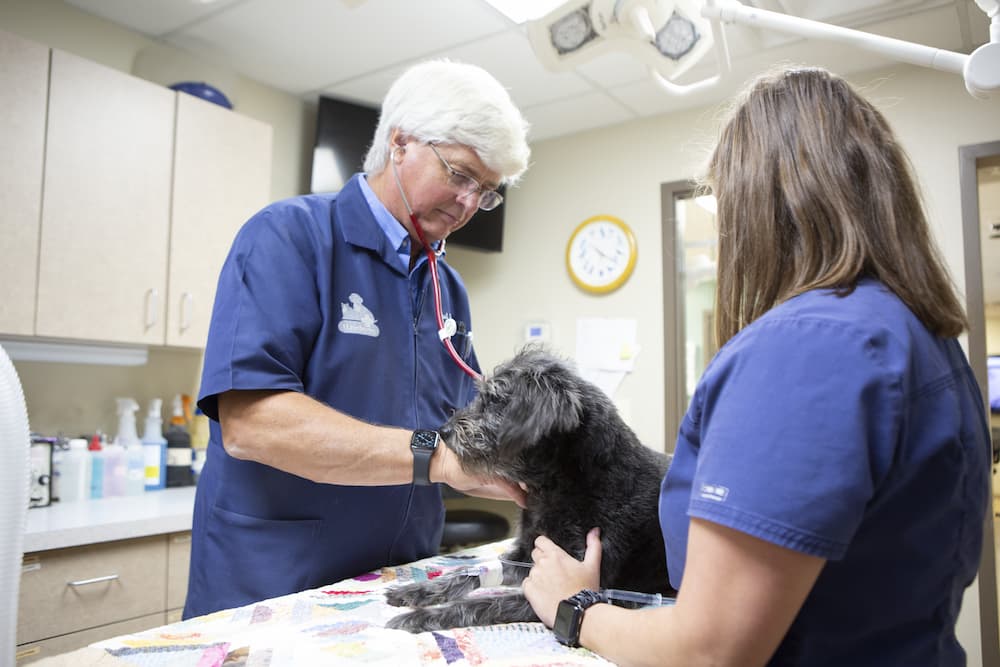 dr paul myer giving a check-up to a dog