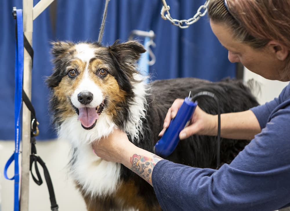 happy dog having a hair trim at hawthorne animal hospital