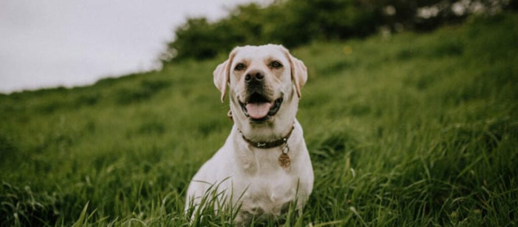 happy dog sitting in a field