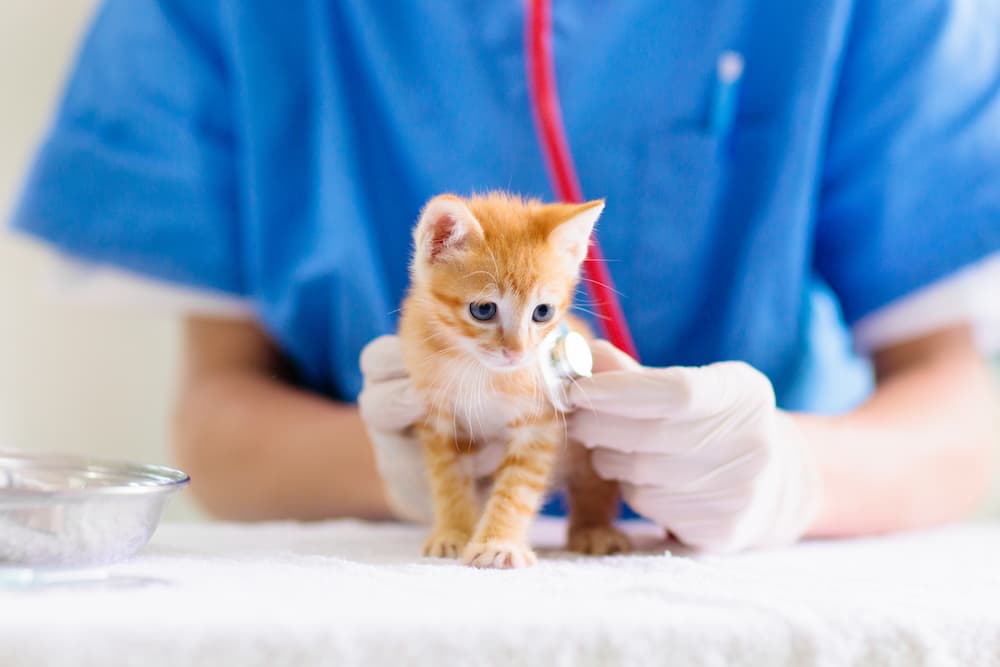 kitten having a check-up as part of it's wellness plan at hawthorne animal hospital
