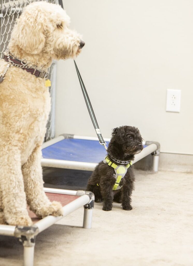 large and small dog being trained together at hawthorne animal hospital