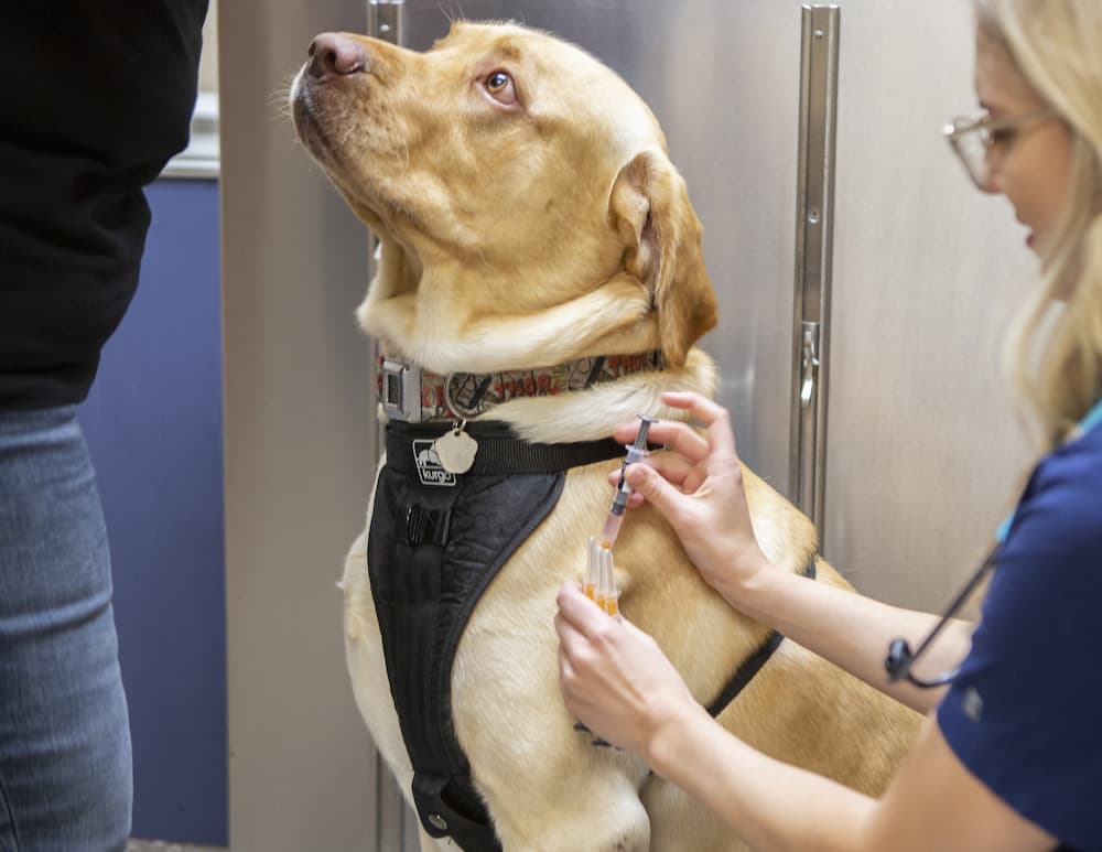 large dog about to receive a vaccine at hawthorne animal hospital
