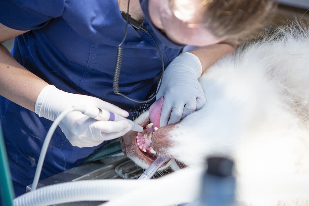 sedated dog having a dental inspection at hawthorne animal hospital
