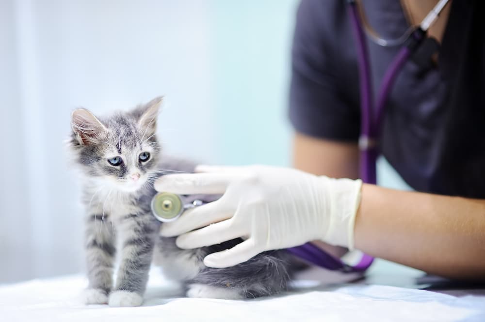 small kitten having a check-up at hawthorne animal hospital