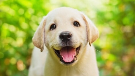 very happy puppy smiling at it's owner