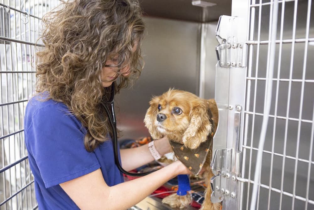 vet checking up on a dog in a cage at hawthorne animal hospital