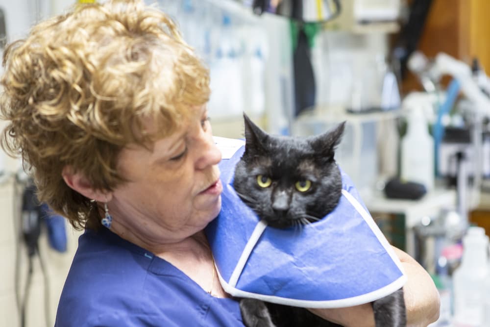 vet giving a cat a hug after being neutered at hawthorne animal hospital