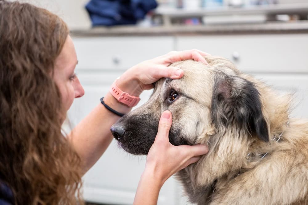 vet inspecting a dogs eye at hawthorne animal hospital