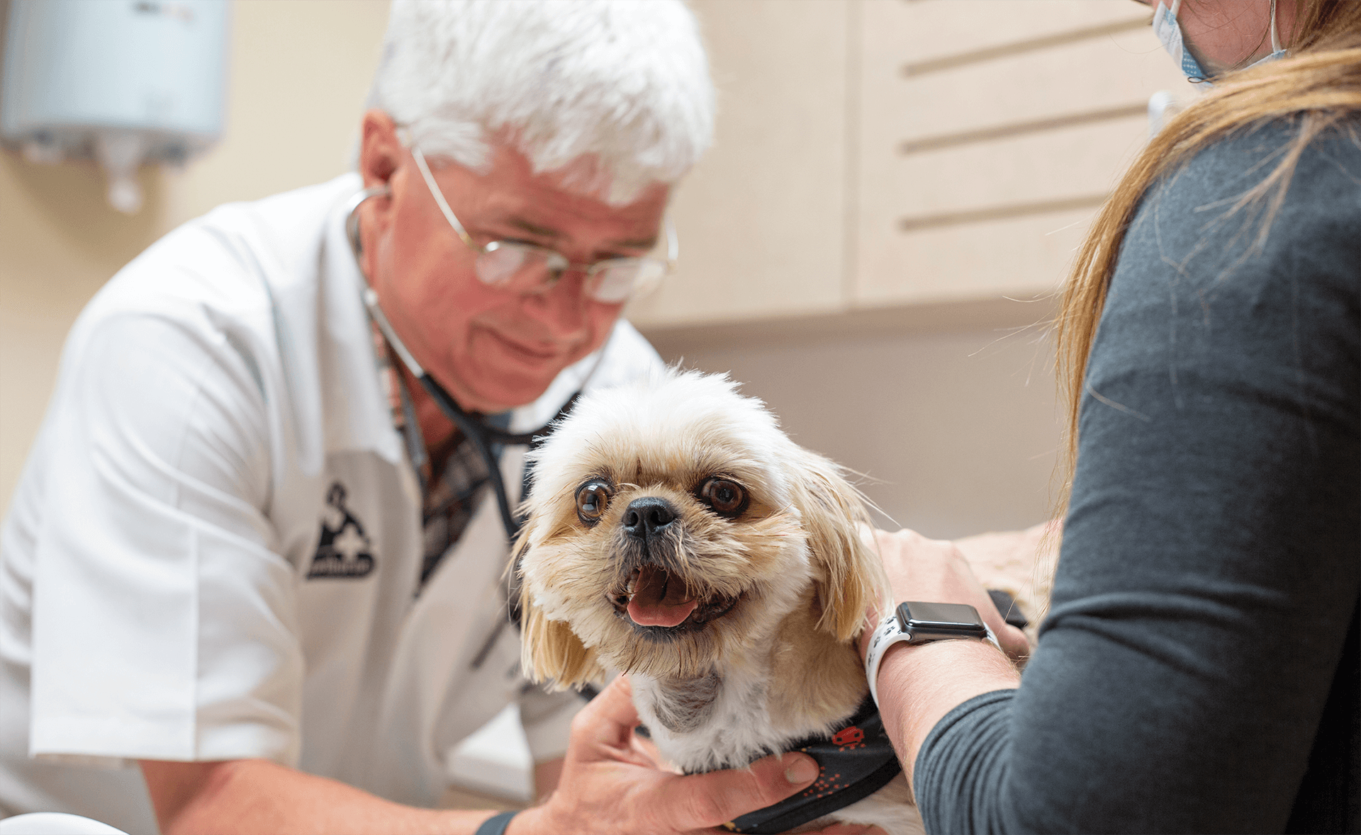 small dog being inspected by vet