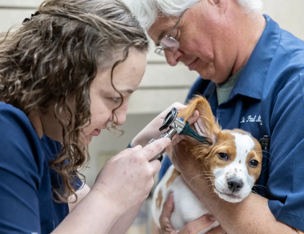 dogs ear being inspected